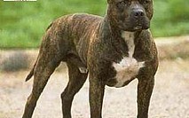 American PitBull Terrier 1